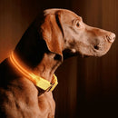 Coleira brilhante ajustável de LED - Legacy Street